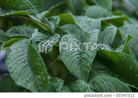 Nature green Konjac leaves with raindrop background. Nature green Konjac leaves with raindrop background. 85547511