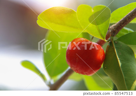 Fresh organic Acerola cherry on the tree, High vitamin C and antioxidant fruits. Fresh organic Acerola cherry on the tree, High vitamin C and antioxidant fruits. 85547513