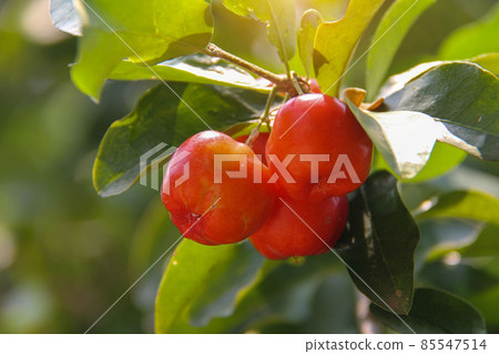 Fresh organic Acerola cherry on the tree, High vitamin C and antioxidant fruits. Fresh organic Acerola cherry on the tree, High vitamin C and antioxidant fruits. 85547514