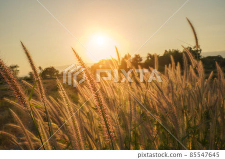 Spring or summer abstract season nature background with grass. Spring or summer abstract season nature background with grass. 85547645