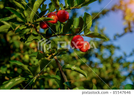 Acerola cherry on the tree with water drop, High vitamin C and antioxidant fruits. Fresh organic Acerola cherry on the tree. Acerola cherry on the tree with water drop, High vitamin C and antioxidant fruits. Fresh organic Acerola cherry on the tree. 85547646