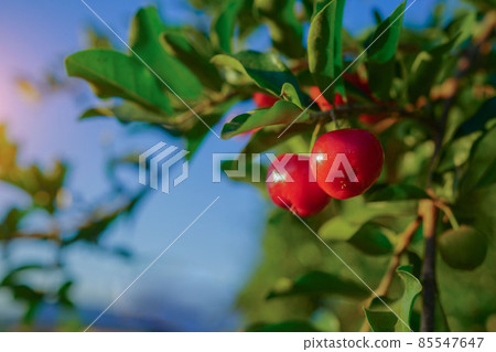 Acerola cherry on the tree with water drop, High vitamin C and antioxidant fruits. Fresh organic Acerola cherry on the tree. Acerola cherry on the tree with water drop, High vitamin C and antioxidant fruits. Fresh organic Acerola cherry on the tree. 85547647