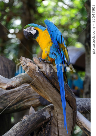 Close up head the Blue and yellow macaw parrot bird in garden Close up head the Blue and yellow macaw parrot bird in garden 85547902