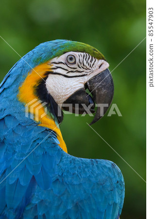 Close up head the Blue and yellow macaw parrot bird in garden Close up head the Blue and yellow macaw parrot bird in garden 85547903