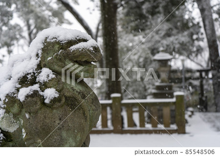 和泉,杉並區,東京)雪中的泉熊野神社守護犬 和泉,杉並區,東京)雪中的泉熊野神社守護犬 85548506