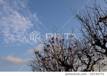 A faint cloud with a forest A faint cloud with a forest 85548741