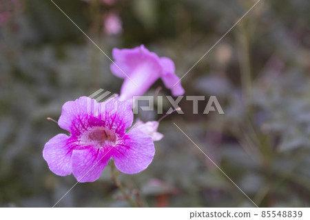 Pink flowers plant background flower nature spring ummer 85548839