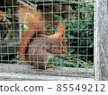 Hungry Squirrel eating different fruit in zoo 85549212
