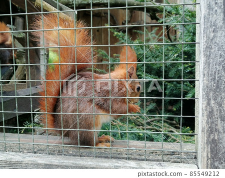 Hungry Squirrel eating different fruit in zoo 85549212