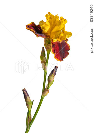 Blooming yellow iris garden flower isolated on white background. Summer floral background 85549246