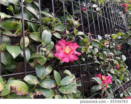 Flowers 85549763