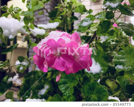 Flowers Flowers 85549773