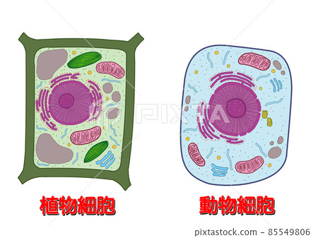 Plant cells and animal cells_named Plant cells and animal cells_named 85549806