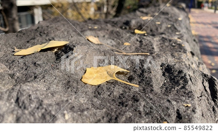 leaf leaf 85549822