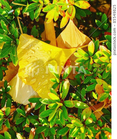 leaf leaf 85549825