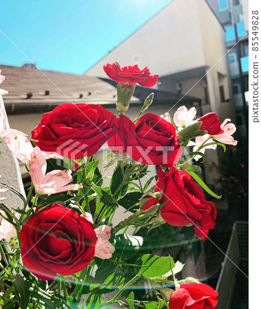 Flowers 85549828