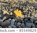 leaf  85549829