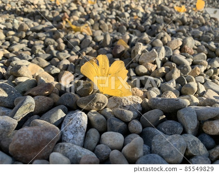 leaf leaf 85549829