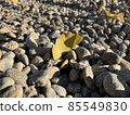leaf  85549830
