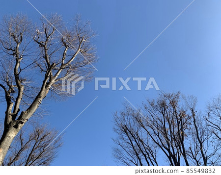 Sky  85549832