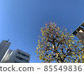Sky  85549836