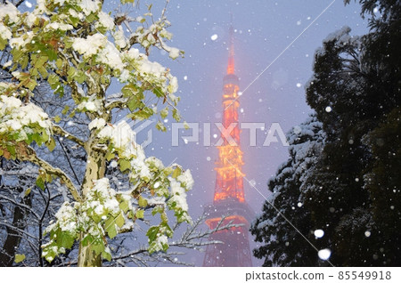 牡丹雪舞的東京塔 牡丹雪舞的東京塔 85549918