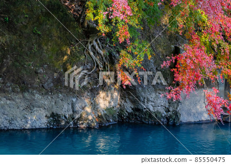 神奈川縣足柄下郡箱根湯本的秋葉 神奈川縣足柄下郡箱根湯本的秋葉 85550475