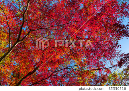 美麗的鮮紅秋葉 美麗的鮮紅秋葉 85550516