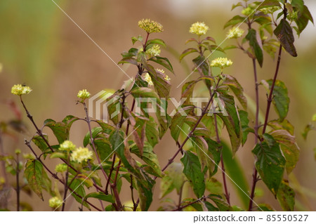 Close up of autumn flowers against a brown blurred background 85550527