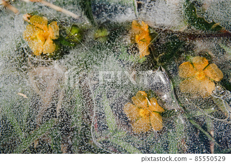 Yellow flowers trapped in the thawing ice showing the concept of Winter giving way to Spring or Seasonal Switch Yellow flowers trapped in the thawing ice showing the concept of Winter giving way to Spring or Seasonal Switch 85550529