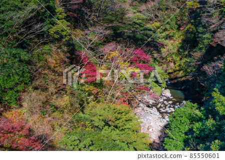 Hakone Valley, Hakone Town, Ashigarashimo District, Kanagawa Prefecture Hakone Valley, Hakone Town, Ashigarashimo District, Kanagawa Prefecture 85550601