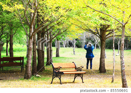 Ginkgo tree and tourists in autumn 85550691