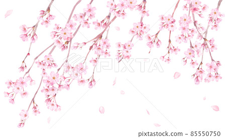 Spring flowers: Watercolor illustration of weeping cherry blossoms and falling petals. Banner background. Spring flowers: Watercolor illustration of weeping cherry blossoms and falling petals. Banner background. 85550750