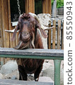 wild goat looks straight into the camera 85550943