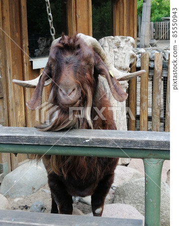 wild goat looks straight into the camera 85550943