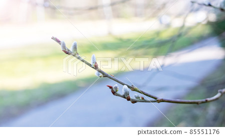 Willow branches with fluffy buds close up 85551176