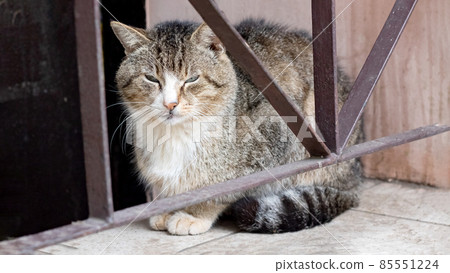Dirty gray stray cat at the fence 85551224