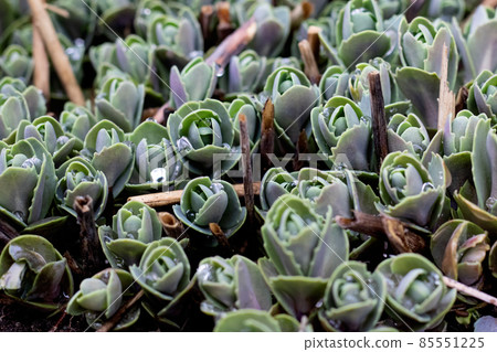 Green buds of echeveria with water drops 85551225