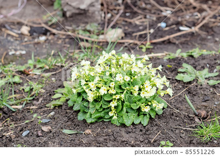 Small yellow flowers and green leaves in flowerbed 85551226