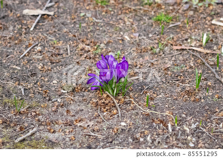 Bush of purple crocuses on the ground Bush of purple crocuses on the ground 85551295