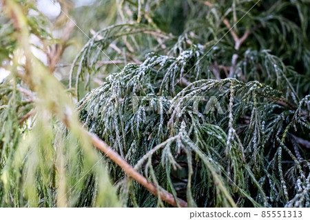 Frost on the branches of thuja closeup 85551313