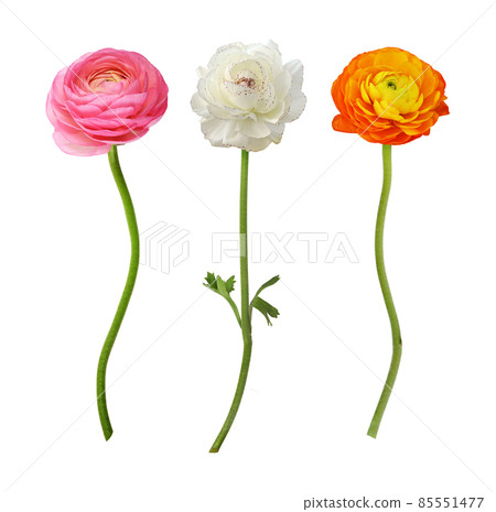 Set of pink, white and orange ranunculus flowers isolated 85551477