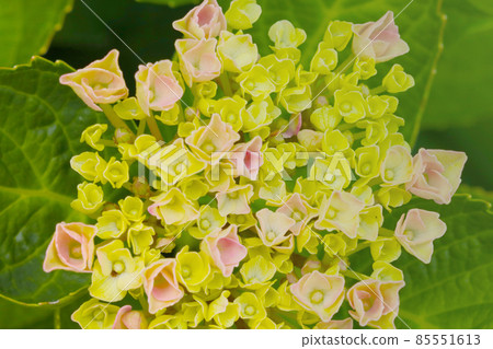 A bouquet of hydrangea flowers in the morning garden. Close-up on a hydrangea. Hydrangea flower. A bouquet of hydrangea flowers in the morning garden. Close-up on a hydrangea. Hydrangea flower. 85551613