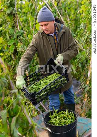 Man professional farmer harvesting beans 85551649