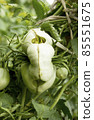 Tomato catface. Diseases of tomatoes. Lesion on the fruits. Severe malformation tomatoes. Scarring and cracking. Plant anomalies. Ugly vegetable 85551675