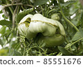 Diseases of tomatoes. Physiological disorder. Plant anomalies. Scarring and cracking. Tomato catface. Ugly vegetable 85551676
