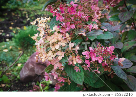 Panicled hydrangea - Hydrangea paniculata in the garden, flowering plant Panicled hydrangea - Hydrangea paniculata in the garden, flowering plant 85552210