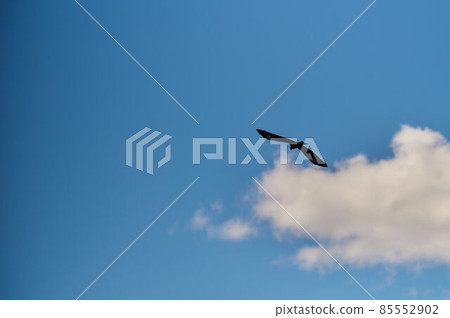 Silhouette Steppe eagle flying under the bright sun and cloudy sky in summer. 85552902