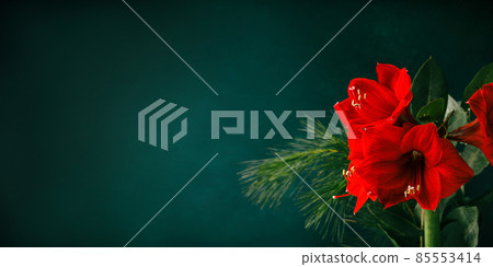 Red amaryllis on dark green blue background. Red amaryllis on dark green blue background. 85553414