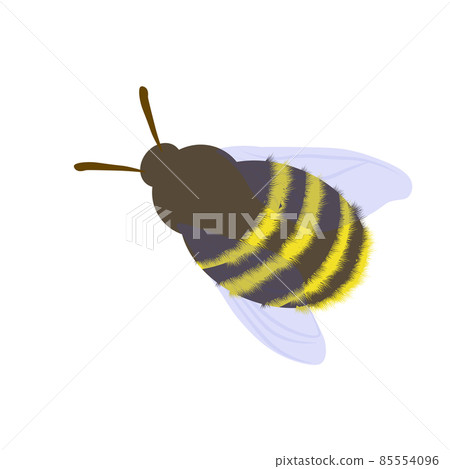 The bumblebee is shaggy. Vector stock illustration. Isolated on a white background. A winged insect. A honey-bearing animal. The bumblebee is shaggy. Vector stock illustration. Isolated on a white background. A winged insect. A honey-bearing animal. 85554096